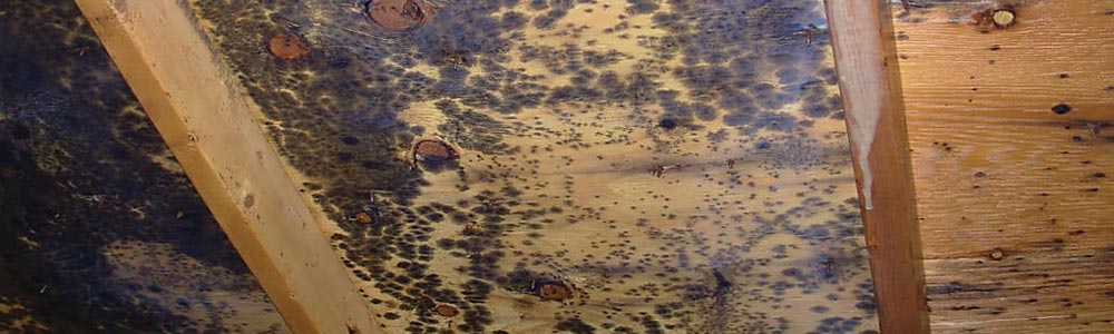 Severe black mold growth on wooden attic sheathing between ceiling joists.