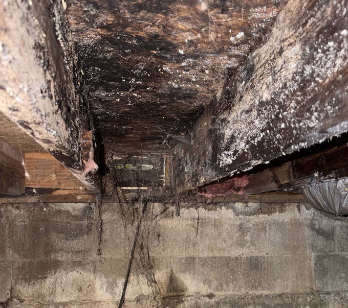 Severe black and white mold growth covering wooden subfloor joists and cobwebs above a concrete block foundation wall.